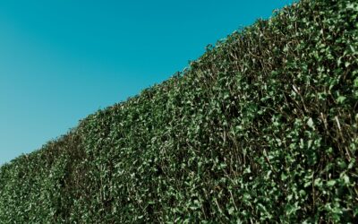 Heckenschnitt – Taille des haies